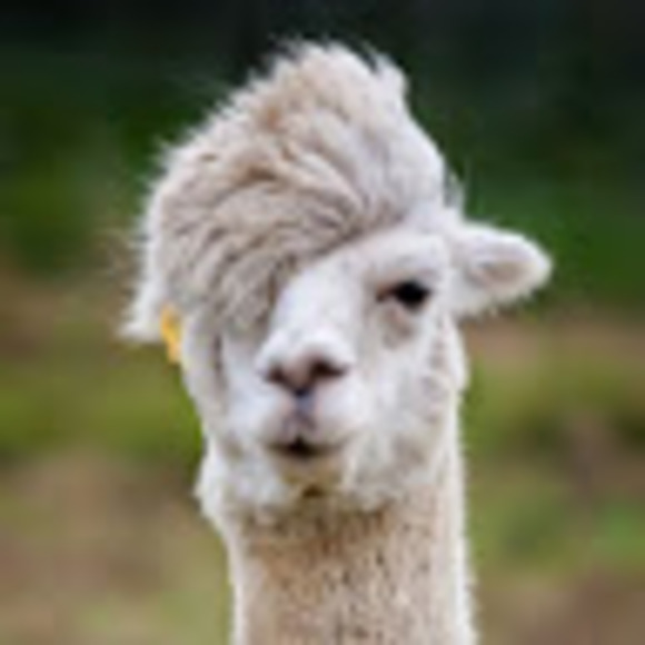 Meet your Posher, Kim - Picture 1 of 1